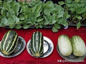 娱乐吃瓜的瓜,揭秘明星幕后故事 第3张 娱乐吃瓜的瓜,揭秘明星幕后故事 第3张