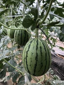 网红免费吃瓜群,揭秘网红圈内的神秘社交圈 第3张 网红免费吃瓜群,揭秘网红圈内的神秘社交圈 第3张